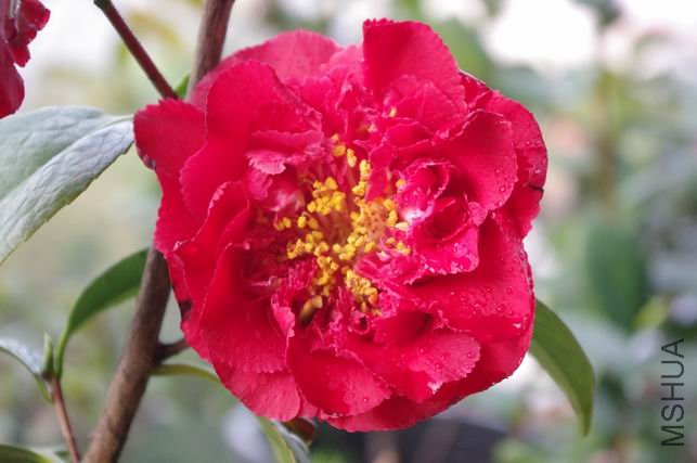 ������С IMGP0451.JPG