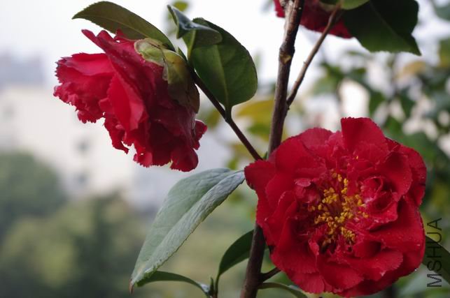 ������С IMGP0452.JPG