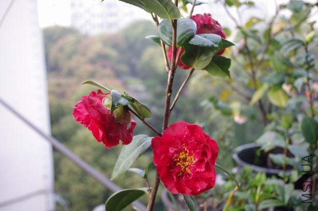 ������С IMGP0455.JPG