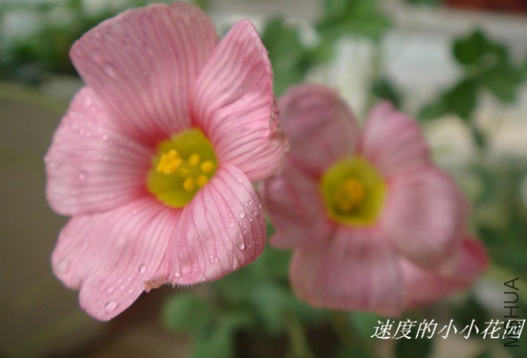 ob pink champagn.JPG