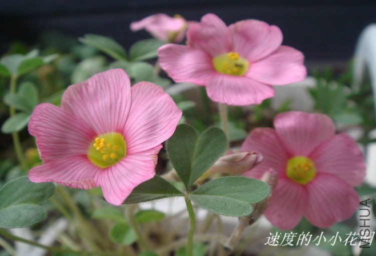 ob pink  charmpagn3.JPG