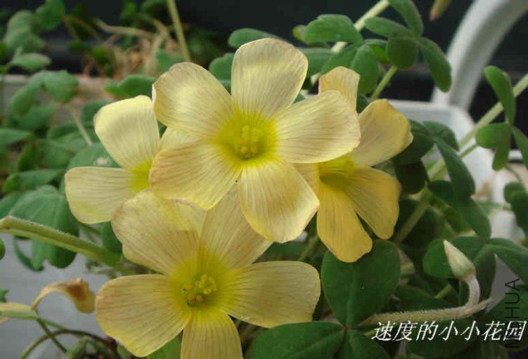 Spring Charm Yellow (Obtusa Sunset).JPG