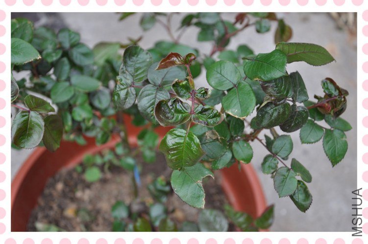 DSC_0965_����.jpg