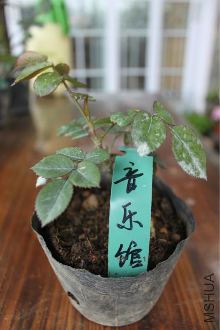 ������������ֹ�����