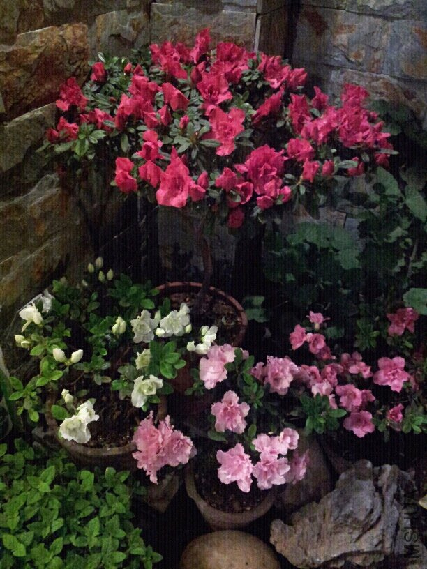 �ž黨���������Լ�������ȥŶ�������濪��