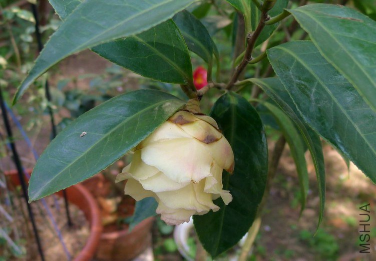P1370775.jpg
