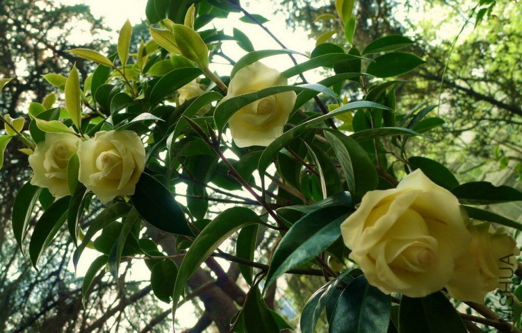 P1490015.jpg