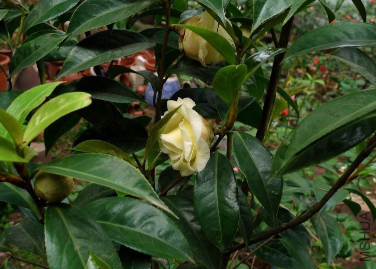 P1480368.jpg