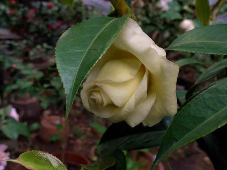 P1480344.jpg