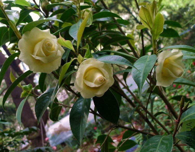 P1480341.jpg