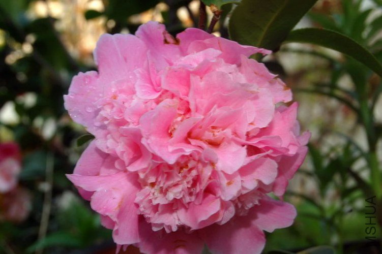 DSC_01100110.JPG