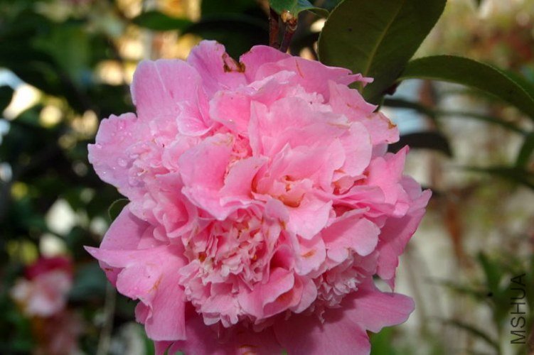 DSC_01080108.JPG
