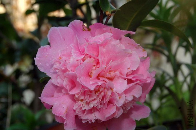 DSC_01090109.JPG