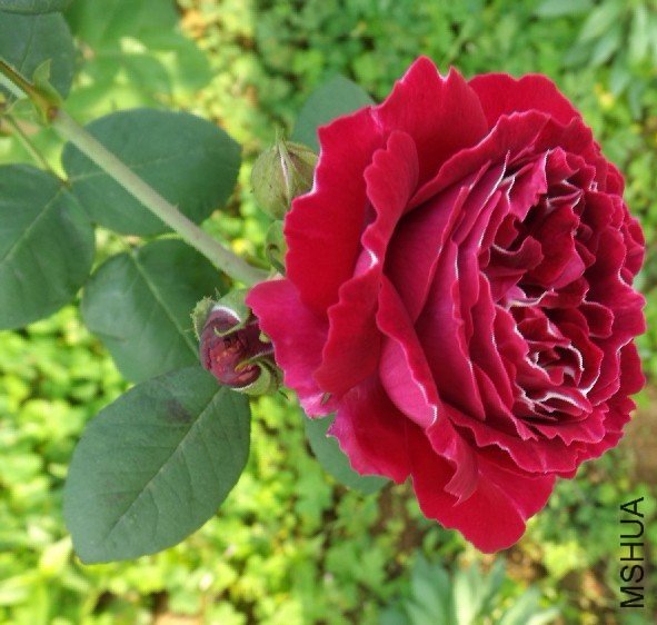 Ư���ĳ��� ��ϲ��