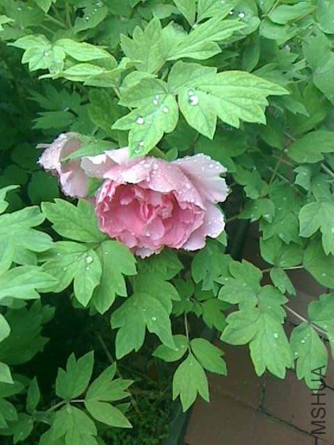 IMG0411061400.jpg