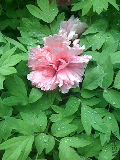IMG0411061301.jpg