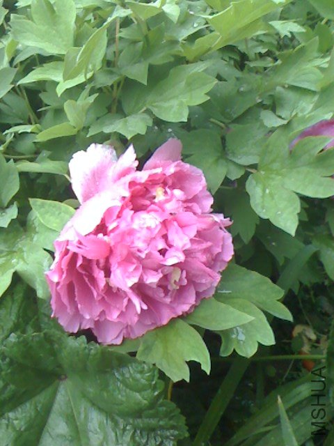 IMG0411061401.jpg