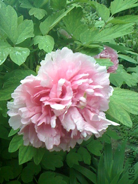 IMG0411061403.jpg