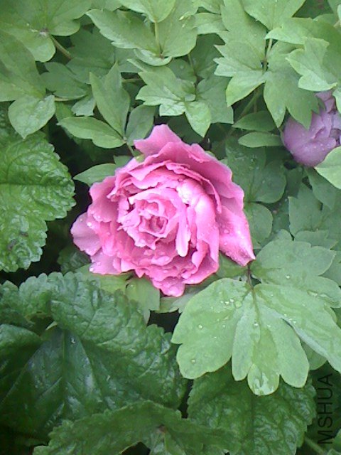IMG0411061402.jpg