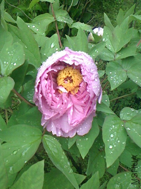 IMG0411061503.jpg
