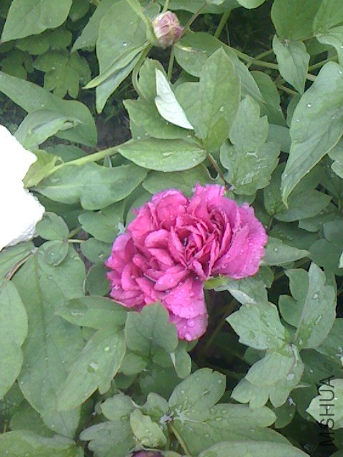 IMG0411061601.jpg