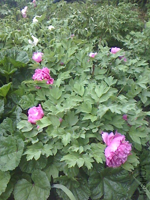 IMG0411061701.jpg