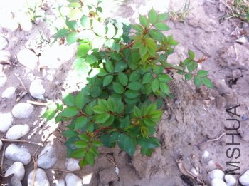 IMG_1000000533.JPG