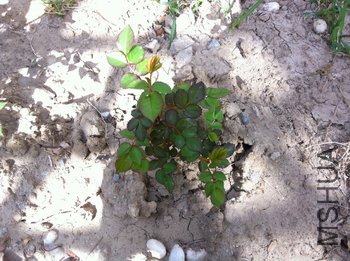 IMG_1000000534.JPG