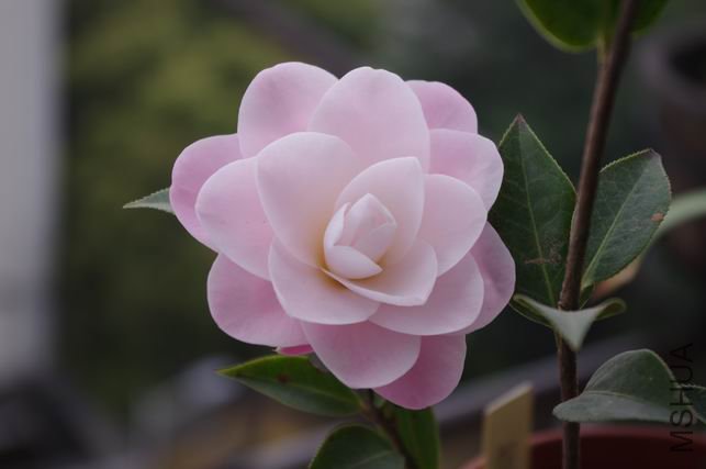 ������С IMGP0457.JPG