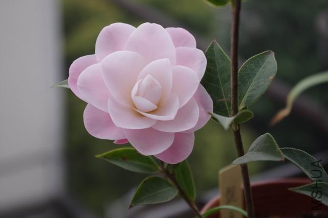 ������С IMGP0458.JPG