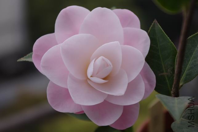 ������С IMGP0459.JPG