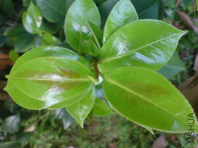 DSC06634.JPG