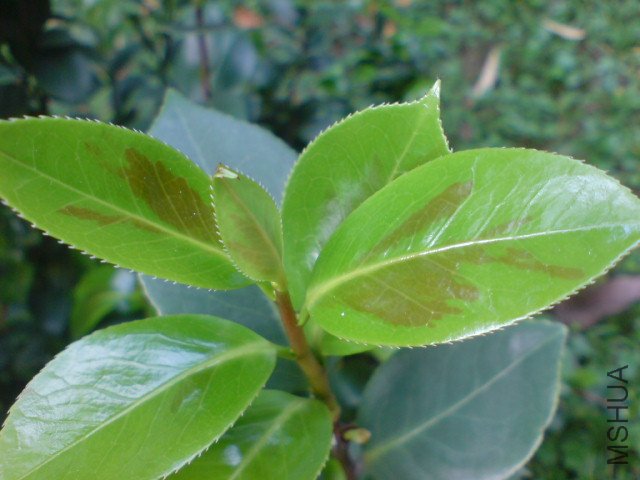 DSC06635.JPG