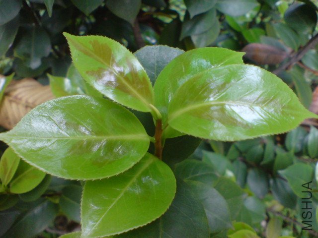 DSC06637.JPG