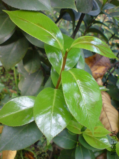 DSC06636.JPG