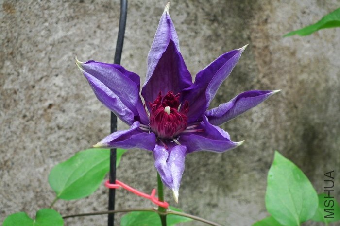 DSCF4525.JPG