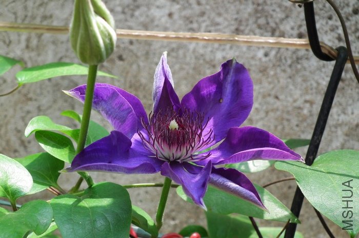 DSCF4685.JPG