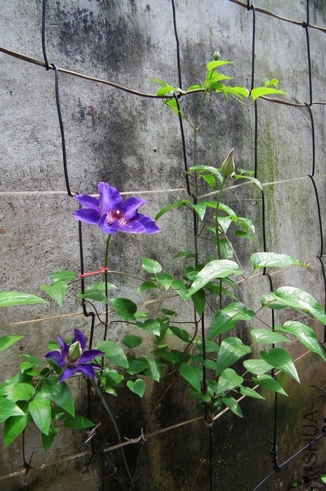 DSCF4677.JPG