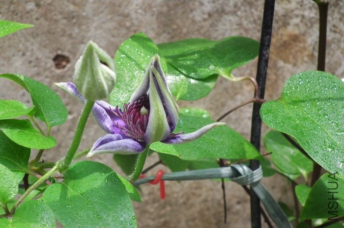 DSCF4613.JPG