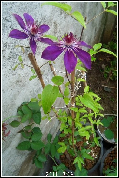 DSCF3593.JPG