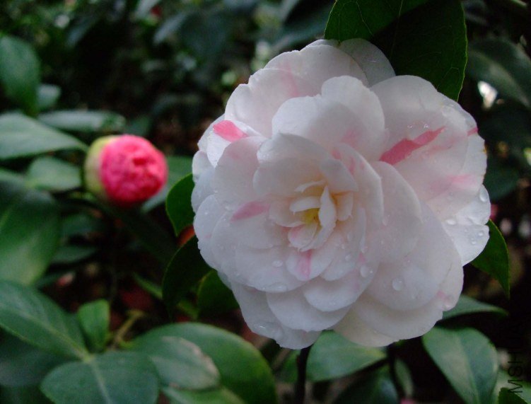 ��ʮ���� 2012-4-11f 041.jpg