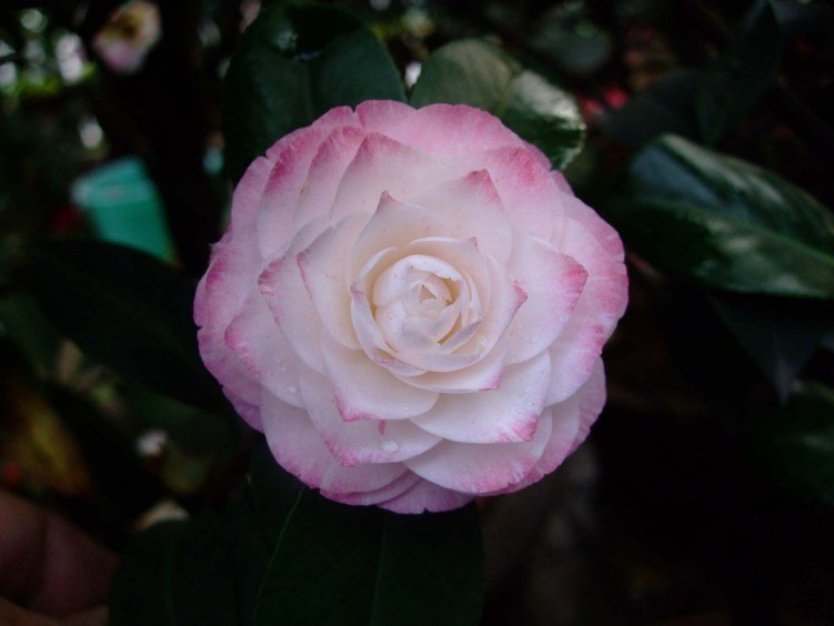 ����˿ 2012-4-11f 037.jpg