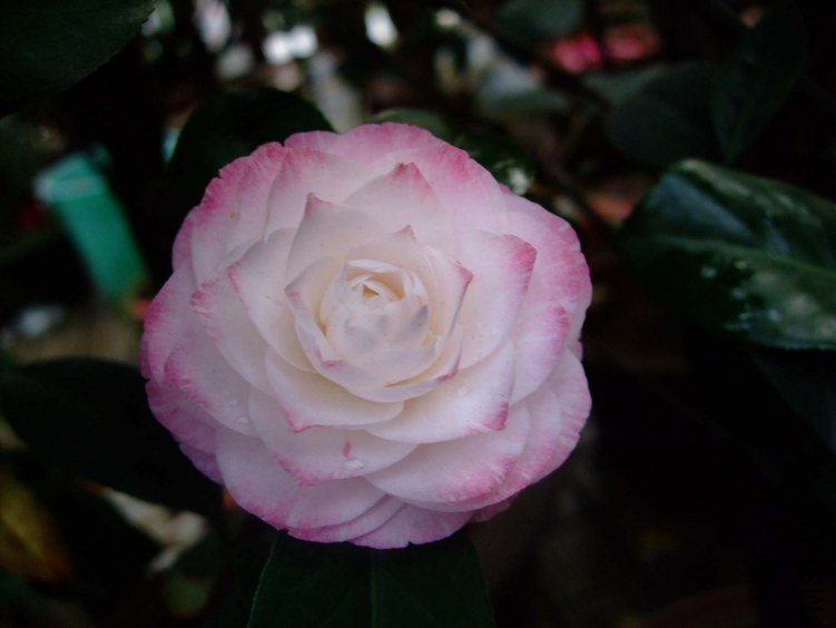 ����˿ 2012-4-11f 038.jpg