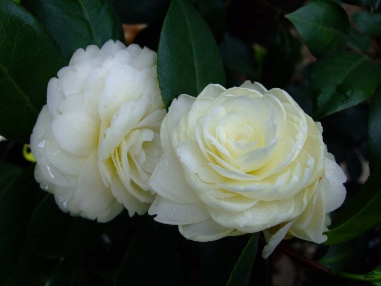 �ƴ� 2012-4-11f 121.jpg