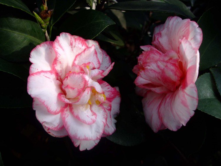 ���ѻ� 2012-4-11f 084.jpg
