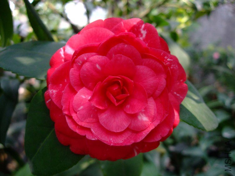 ��ķ�ǹ�԰ 2012-4-11f 135.jpg