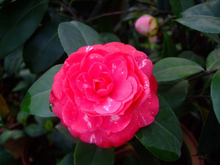 ��ķ�ǹ�԰ 2012-4-11f 063.jpg