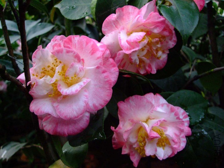 ���ʴ� 2012-4-11f 034.jpg