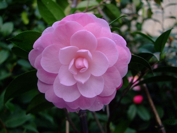 ��Ħ�� 2012-4-11f 061.jpg