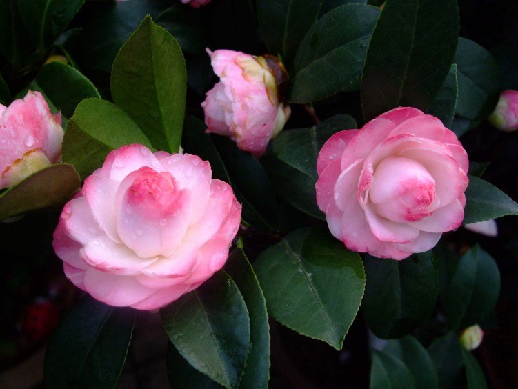 ������ 2012-4-11f 013.jpg